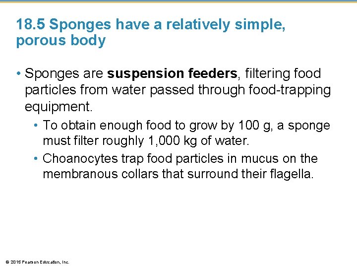 18. 5 Sponges have a relatively simple, porous body • Sponges are suspension feeders,