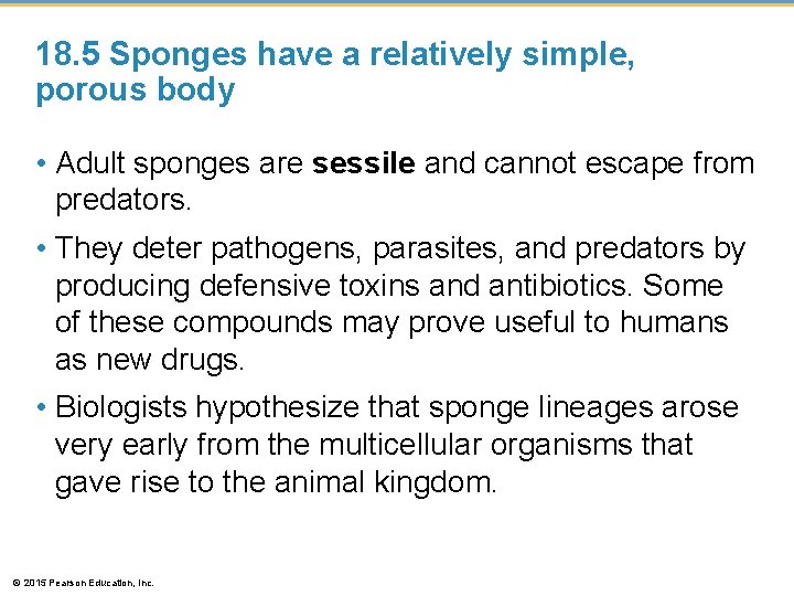 18. 5 Sponges have a relatively simple, porous body • Adult sponges are sessile