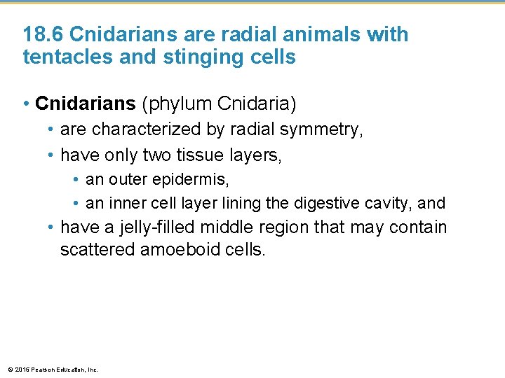 18. 6 Cnidarians are radial animals with tentacles and stinging cells • Cnidarians (phylum