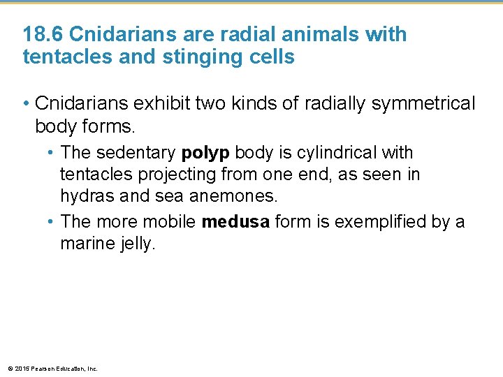 18. 6 Cnidarians are radial animals with tentacles and stinging cells • Cnidarians exhibit