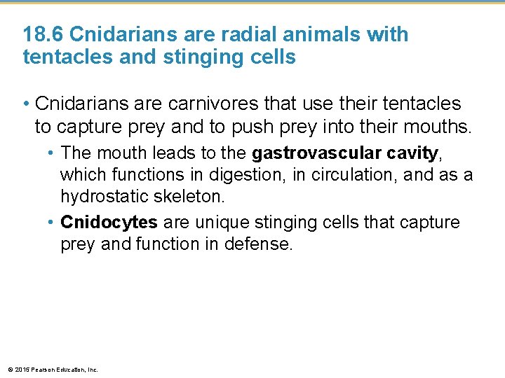 18. 6 Cnidarians are radial animals with tentacles and stinging cells • Cnidarians are