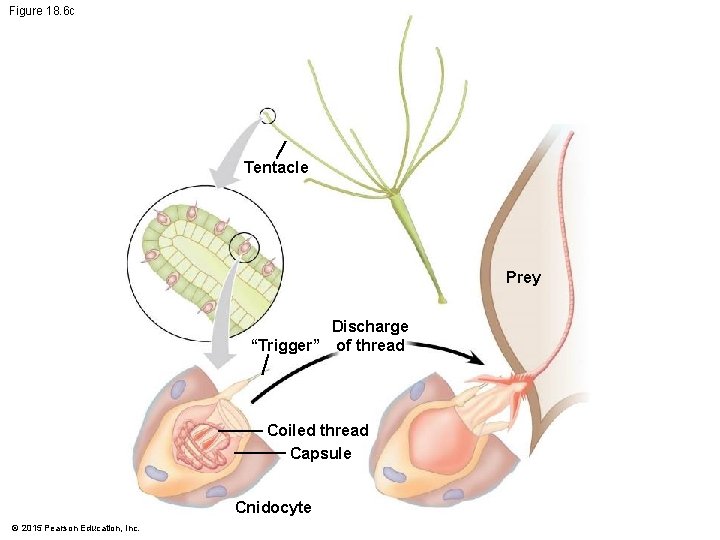 Figure 18. 6 c Tentacle Prey Discharge “Trigger” of thread Coiled thread Capsule Cnidocyte
