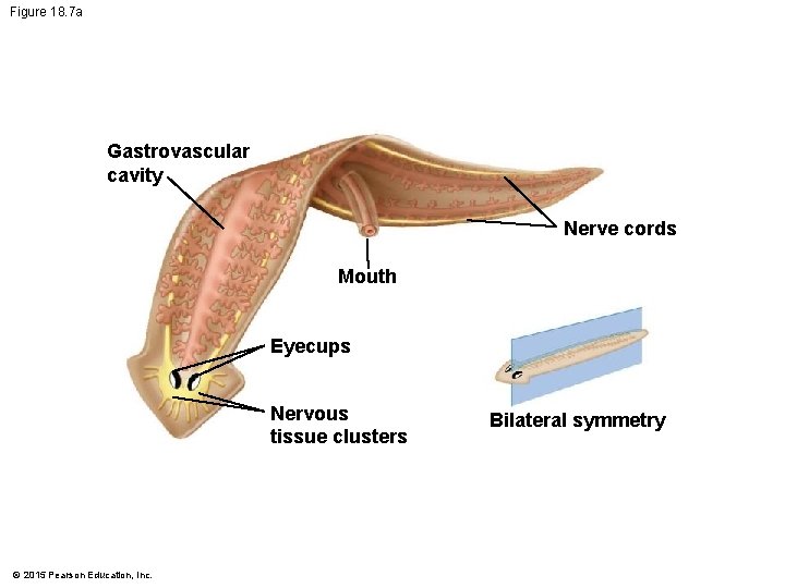 Figure 18. 7 a Gastrovascular cavity Nerve cords Mouth Eyecups Nervous tissue clusters ©