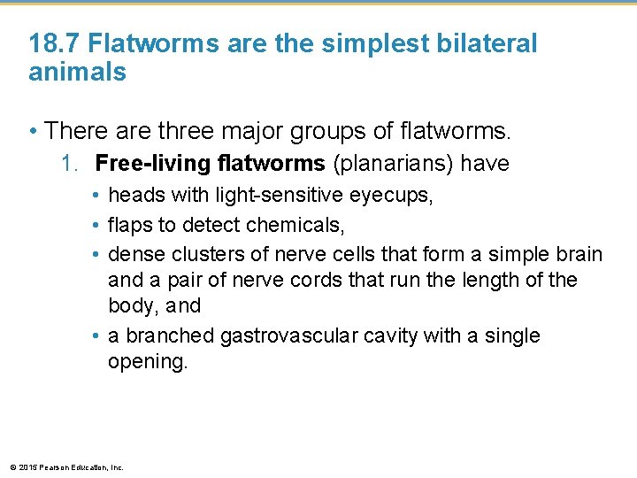 18. 7 Flatworms are the simplest bilateral animals • There are three major groups