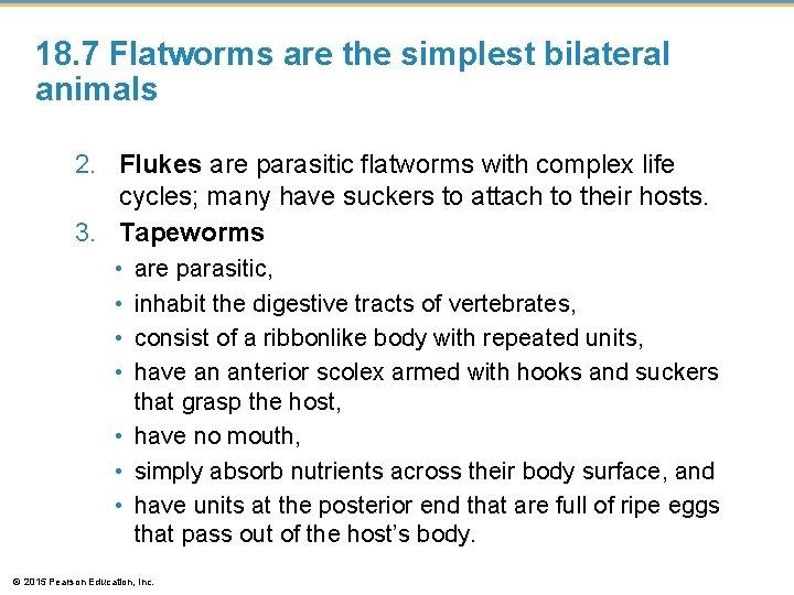 18. 7 Flatworms are the simplest bilateral animals 2. Flukes are parasitic flatworms with