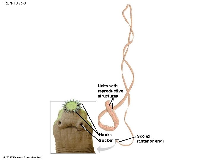 Figure 18. 7 b-0 Units with reproductive structures Hooks Sucker © 2015 Pearson Education,