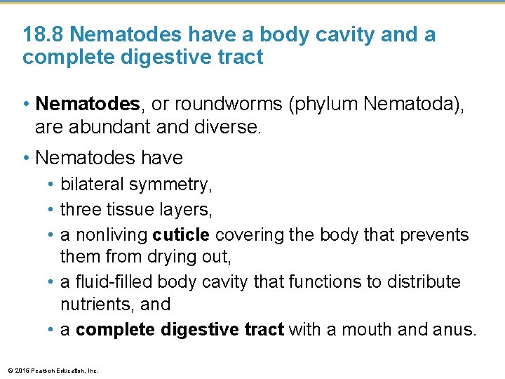 18. 8 Nematodes have a body cavity and a complete digestive tract • Nematodes,