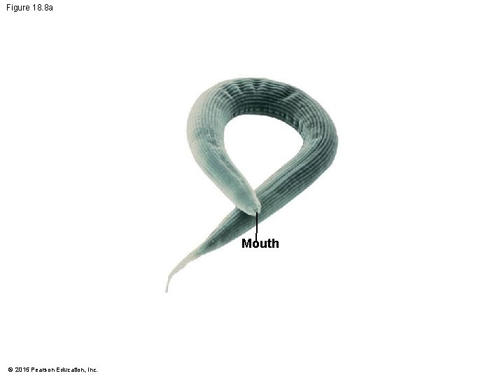 Figure 18. 8 a Mouth © 2015 Pearson Education, Inc. 