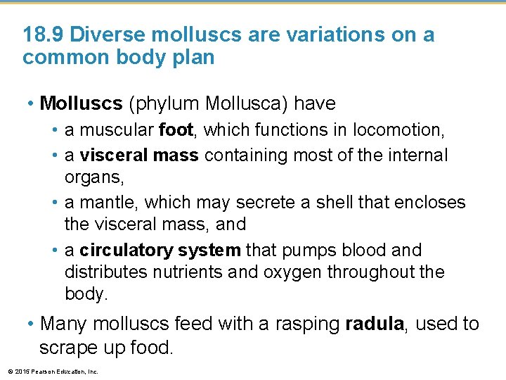 18. 9 Diverse molluscs are variations on a common body plan • Molluscs (phylum