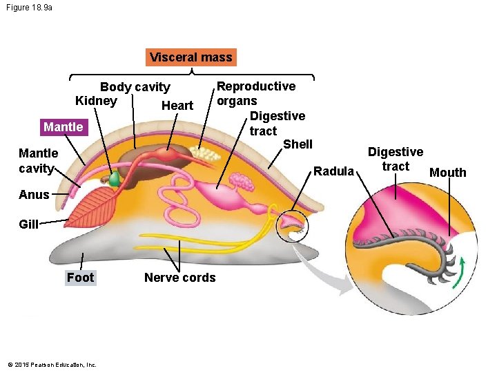 Figure 18. 9 a Visceral mass Body cavity Kidney Heart Mantle cavity Reproductive organs