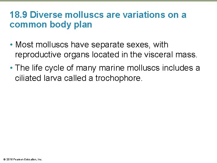 18. 9 Diverse molluscs are variations on a common body plan • Most molluscs