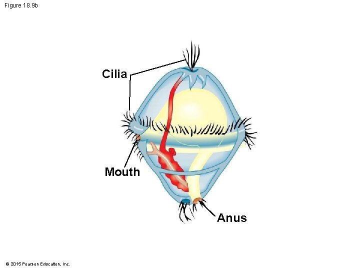 Figure 18. 9 b Cilia Mouth Anus © 2015 Pearson Education, Inc. 