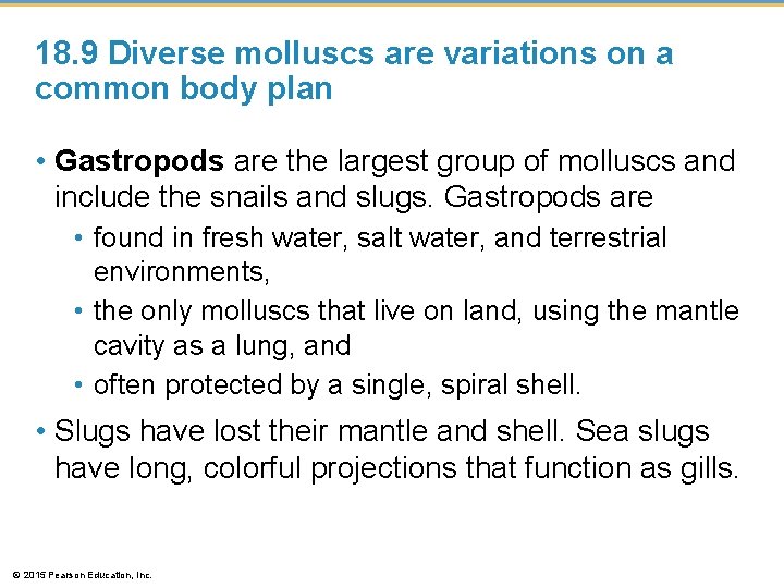 18. 9 Diverse molluscs are variations on a common body plan • Gastropods are
