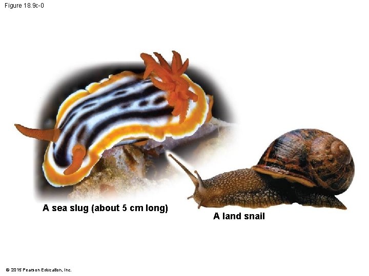 Figure 18. 9 c-0 A sea slug (about 5 cm long) © 2015 Pearson
