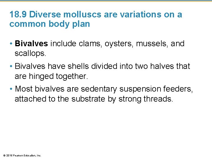 18. 9 Diverse molluscs are variations on a common body plan • Bivalves include