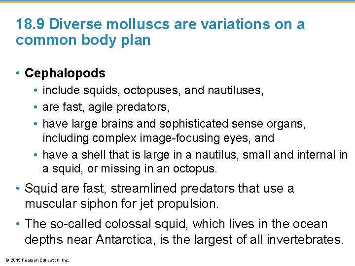 18. 9 Diverse molluscs are variations on a common body plan • Cephalopods •