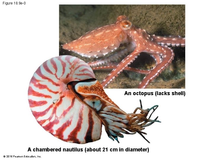Figure 18. 9 e-0 An octopus (lacks shell) A chambered nautilus (about 21 cm