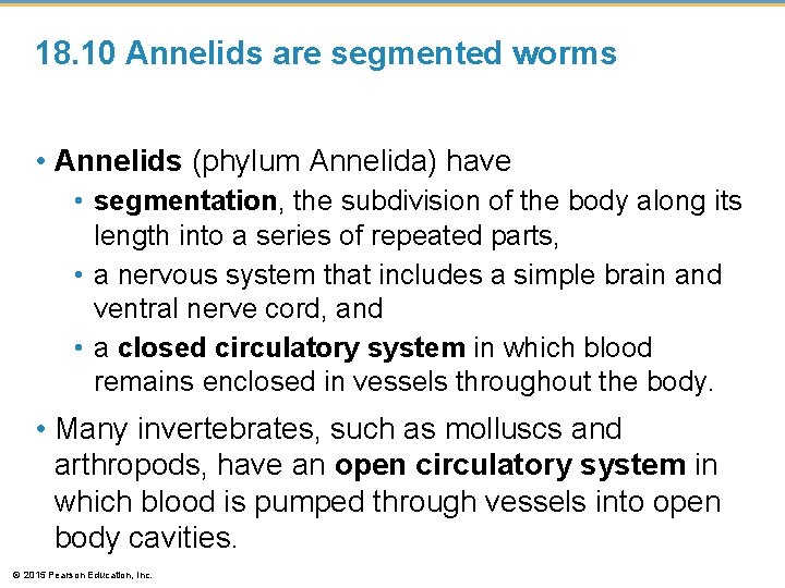 18. 10 Annelids are segmented worms • Annelids (phylum Annelida) have • segmentation, the
