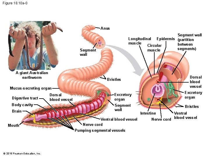 Figure 18. 10 a-0 Anus Segment wall Longitudinal Epidermis (partition muscle between Circular segments)