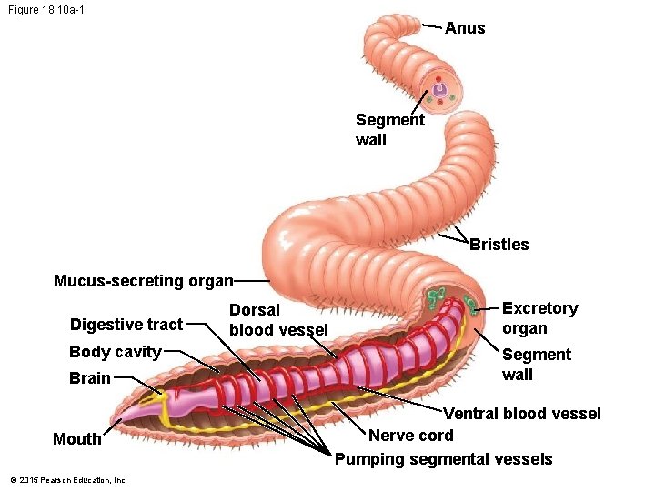 Figure 18. 10 a-1 Anus Segment wall Bristles Mucus-secreting organ Digestive tract Body cavity