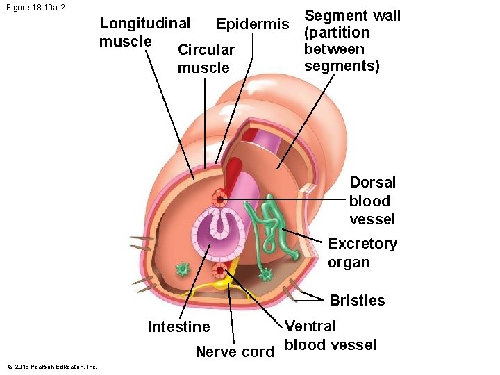 Figure 18. 10 a-2 Longitudinal Epidermis muscle Circular muscle Segment wall (partition between segments)