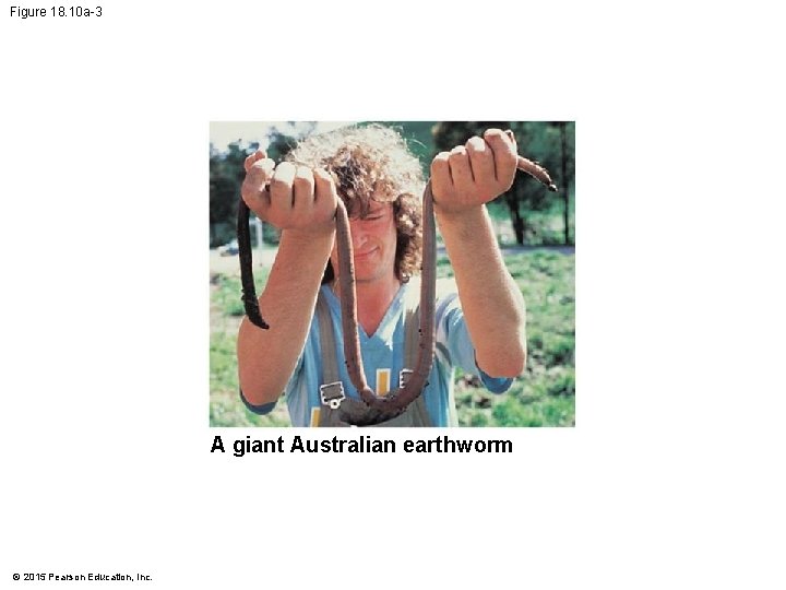 Figure 18. 10 a-3 A giant Australian earthworm © 2015 Pearson Education, Inc. 