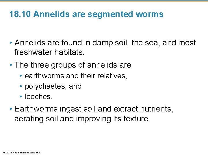 18. 10 Annelids are segmented worms • Annelids are found in damp soil, the