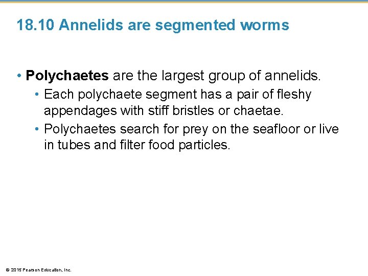 18. 10 Annelids are segmented worms • Polychaetes are the largest group of annelids.