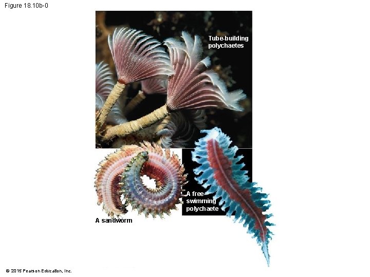 Figure 18. 10 b-0 Tube-building polychaetes A freeswimming polychaete A sandworm © 2015 Pearson