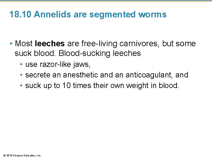 18. 10 Annelids are segmented worms • Most leeches are free-living carnivores, but some