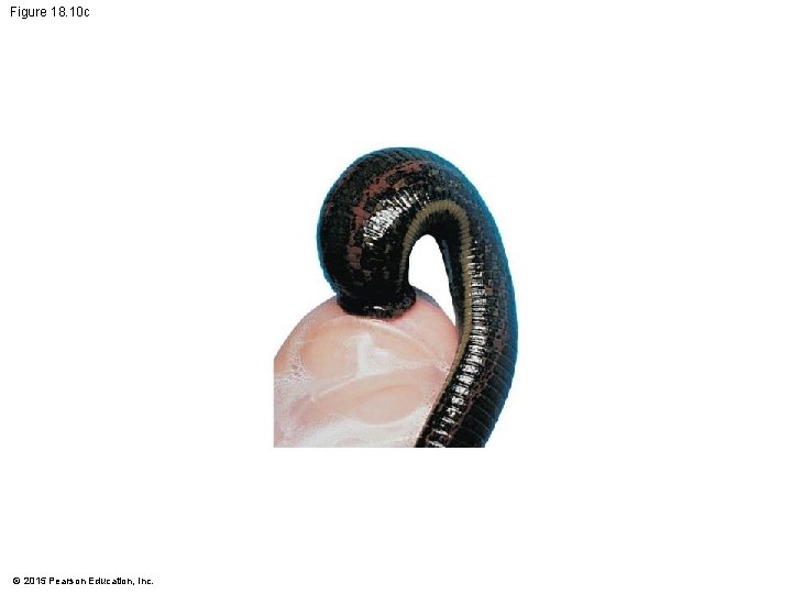 Figure 18. 10 c © 2015 Pearson Education, Inc. 