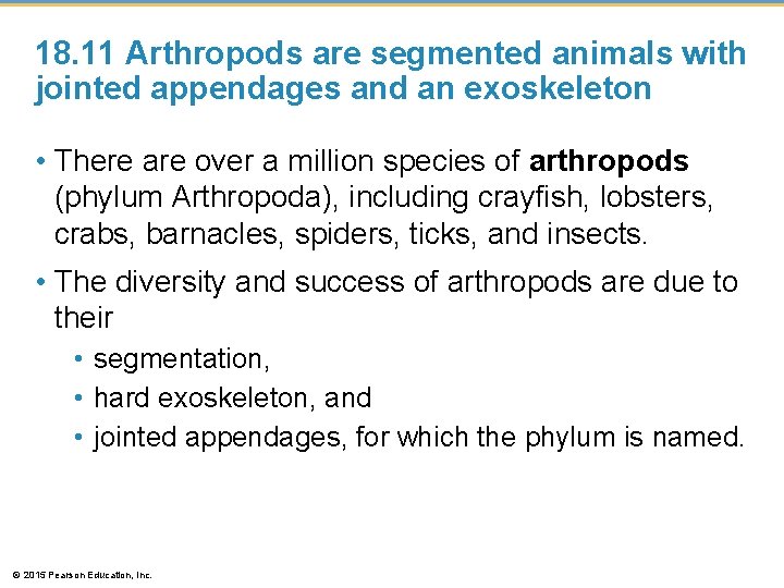 18. 11 Arthropods are segmented animals with jointed appendages and an exoskeleton • There