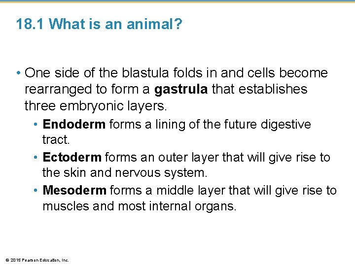 18. 1 What is an animal? • One side of the blastula folds in