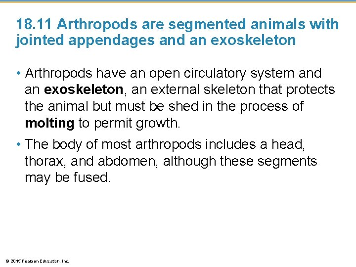 18. 11 Arthropods are segmented animals with jointed appendages and an exoskeleton • Arthropods