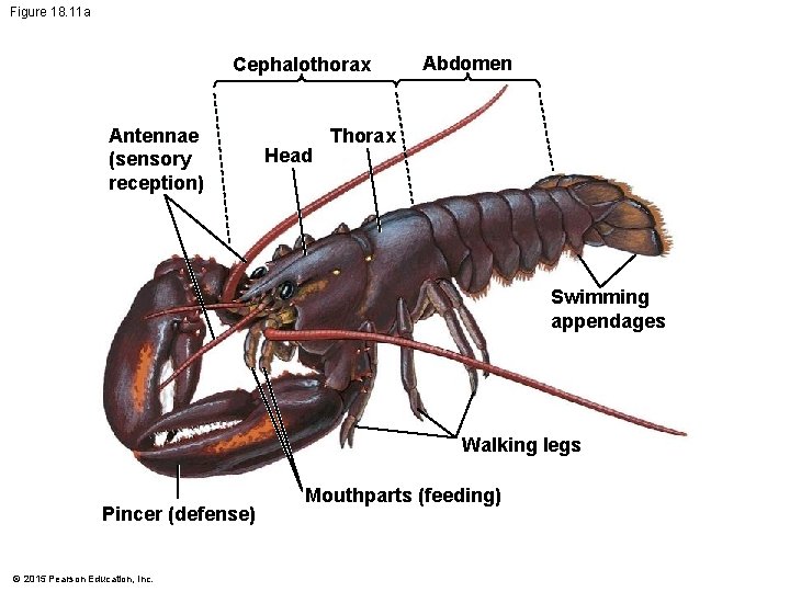 Figure 18. 11 a Cephalothorax Antennae (sensory reception) Head Abdomen Thorax Swimming appendages Walking