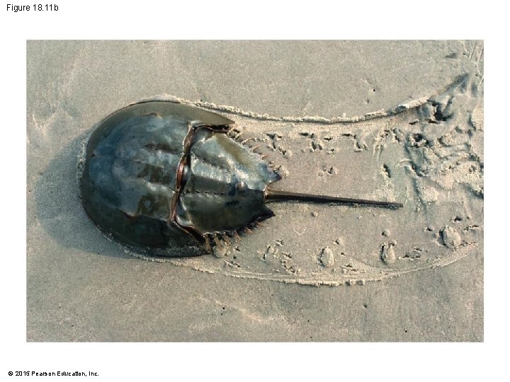 Figure 18. 11 b © 2015 Pearson Education, Inc. 