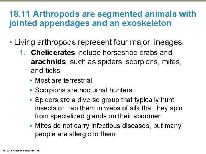 18. 11 Arthropods are segmented animals with jointed appendages and an exoskeleton • Living