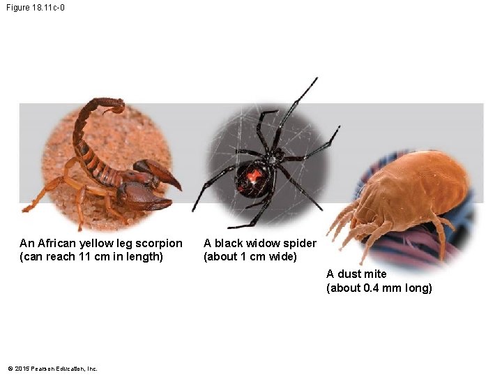Figure 18. 11 c-0 An African yellow leg scorpion (can reach 11 cm in