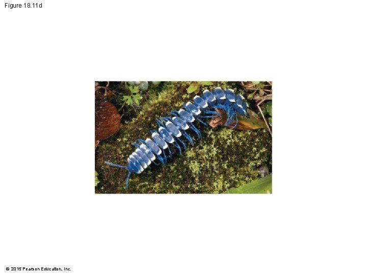 Figure 18. 11 d © 2015 Pearson Education, Inc. 