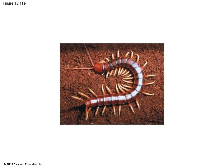 Figure 18. 11 e © 2015 Pearson Education, Inc. 