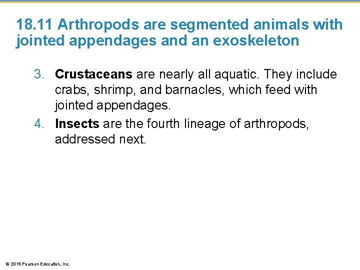 18. 11 Arthropods are segmented animals with jointed appendages and an exoskeleton 3. Crustaceans
