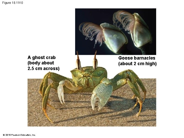 Figure 18. 11 f-0 A ghost crab (body about 2. 5 cm across) ©