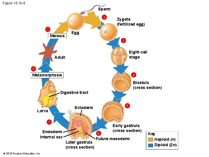 Figure 18. 1 b-8 Sperm 2 1 Meiosis Zygote (fertilized egg) Egg 3 Eight-cell