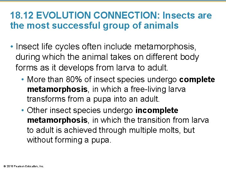 18. 12 EVOLUTION CONNECTION: Insects are the most successful group of animals • Insect