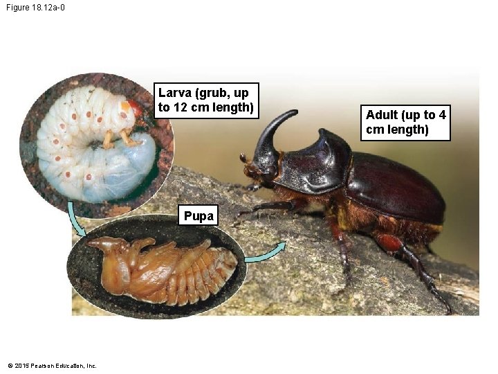 Figure 18. 12 a-0 Larva (grub, up to 12 cm length) Pupa © 2015