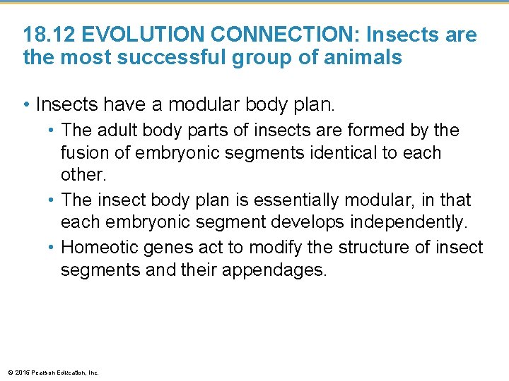 18. 12 EVOLUTION CONNECTION: Insects are the most successful group of animals • Insects