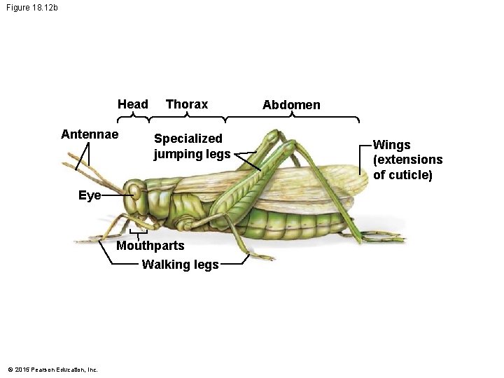 Figure 18. 12 b Head Antennae Thorax Specialized jumping legs Eye Mouthparts Walking legs