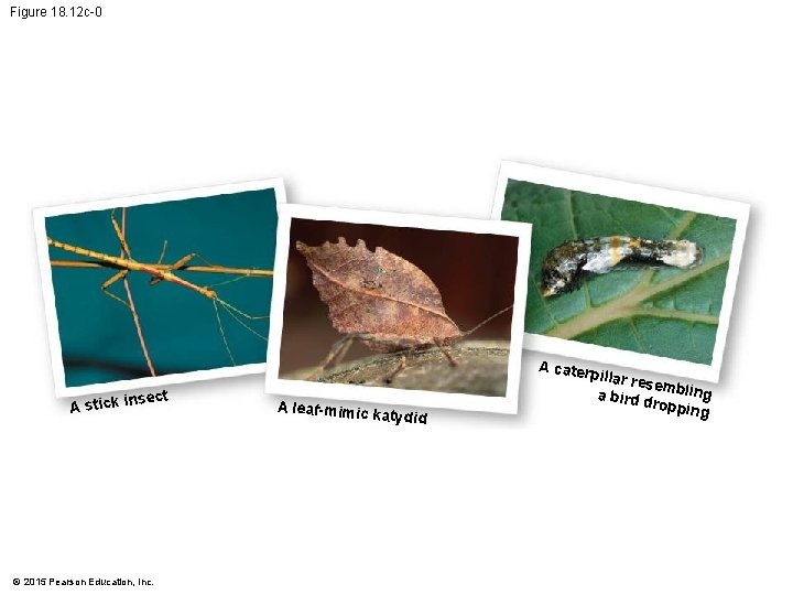 Figure 18. 12 c-0 A cater nsect A stick i © 2015 Pearson Education,