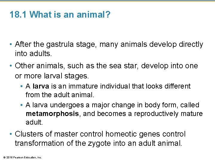 18. 1 What is an animal? • After the gastrula stage, many animals develop