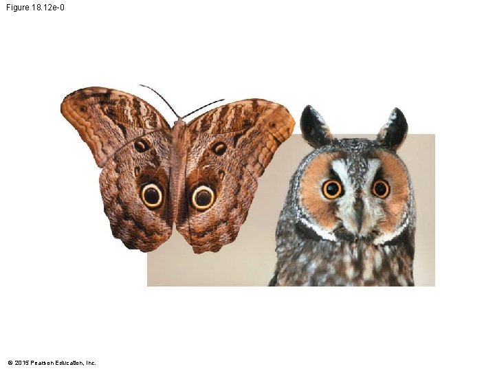 Figure 18. 12 e-0 © 2015 Pearson Education, Inc. 